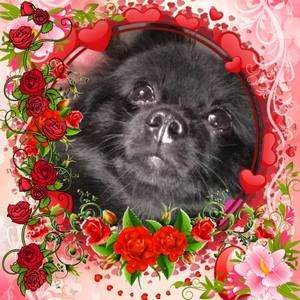 Meet your Posher, Leonor